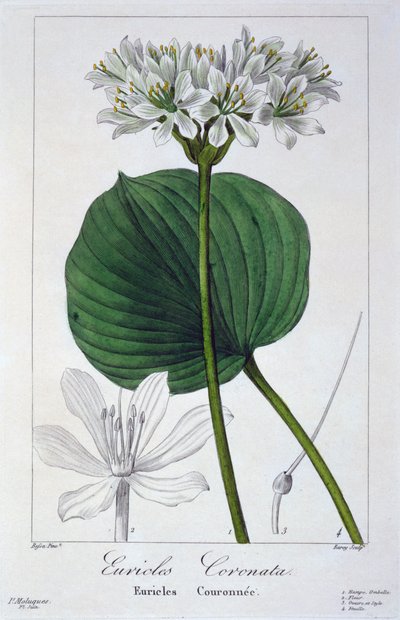 Euricles Coronata, 1836 by Pancrace Bessa